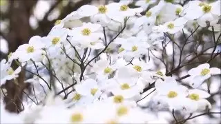 Walking through the Garden