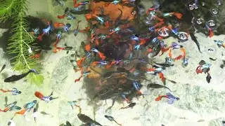 Aquarium (Dumbo Redtail Halfmoon Guppies) After 20 months 😍