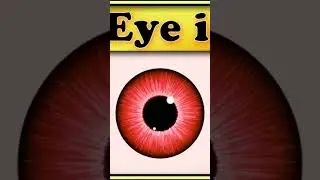 adobe illustrator tutorial. how to make an eye.