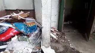 Крыса в горе мусора