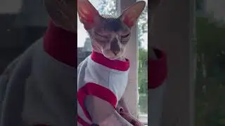 #shorts#cat#catlover
