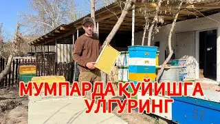 МУМ ПАРДАЛАРНИ ДАРХОЛ ҚУЯМИЗ