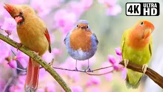 Relaxing Bird Sounds in Stunning Nature | Stress Relief & Calming Forest Ambience | Deep Relaxation
