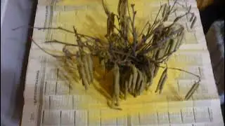 фундук. ЗАГОТОВКА ПЫЛЬЦЫ. !!! harvesting hazelnut pollen !