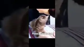 cat memes #shorts #memes #cat