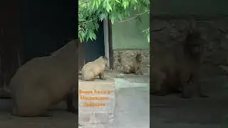 Вчера были в зоопарке) с детьми. Думали, что все пропало и мы не увидим тех, ради кого приехали)))