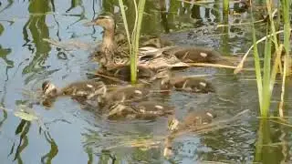 Кряква с малышами на Каме.