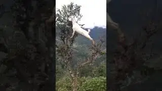 The goat eating tree leaves