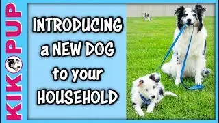Introducing a NEW DOG to your dog