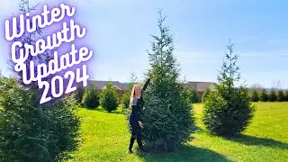 Winter Thuja Green Giant Arborvitae Growth Update 2024