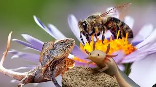 5 Animals With Incredible Healing Powers