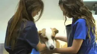 Legacy Village Veterinary Clinic-Tiffany A Shurtz DVM, Veterinarian, Plano, TX