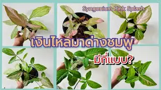 เงินไหลมาด่างชมพู มีกี่แบบ? Syngonium Pink Splash