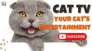 CAT TV | TV For Cats | Videos For Cats To Watch | Catflix | BEAUTIFUL BIRDS  Your Cat Will LOVE