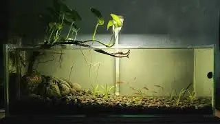 a whole ecosystem on 24 liter tank