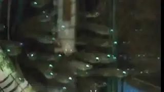 12327905 183749981970705 2042810142 n