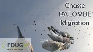 CHASSE du PIGEON en migration !