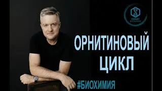 Биохимия: Орнитиновый цикл