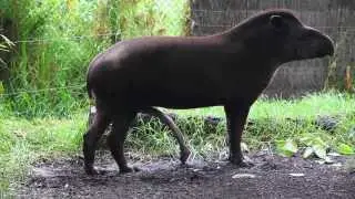 BRAZILIAN TAPIR with five legs at Melbourne zoo - Australia
