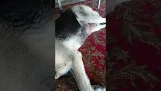 Чтобы хватало молока у суки, надо...