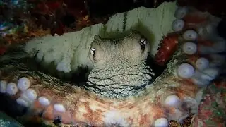 Octopus Are Master Of Hiding and Attacks - Masters Of Camouflage