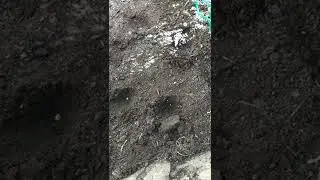 Сажаю помидор (часть 2) 🍅🍅🍅🍅🍅🌱🌱🌱🌱🌱