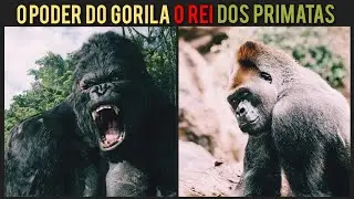 GORILA: O REI DOS PRIMATAS