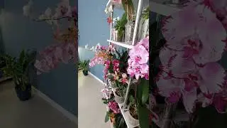 Красота❤️ орхидеи