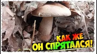 Сбор БЕЛЫХ ГРИБОВ в ДУБОВОЙ роще | ИЮНЬ | Встретил ДИКОЕ животное