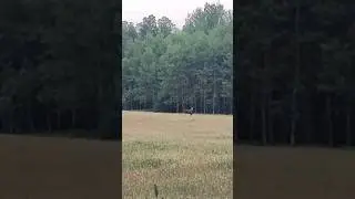 Дикие животные