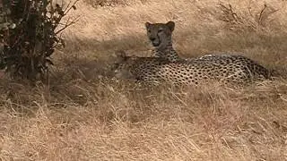 Tsavo east Cheatah