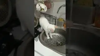 Кефир любит воду