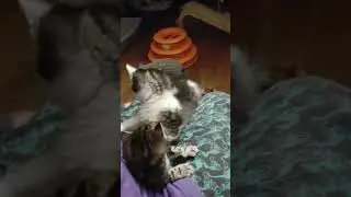 fairly gentle play