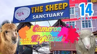 THE SHEEP SANCTUARY | CAMERON HIGHLANDS - 14 JULY 2024