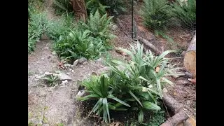 Needle Palm Best  choice for Northern climates