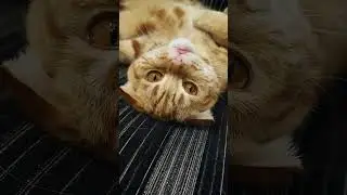 Тройное счастье💓💓💓