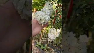Вайт Фейри на Штамбе #штамбовыерозы #розыартема #уходзарозами #огородбезхлопот