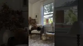 Warning! Black cats may be at risk of turning into Jack-o-lanterns this Halloween. 📹: Jessica Smith