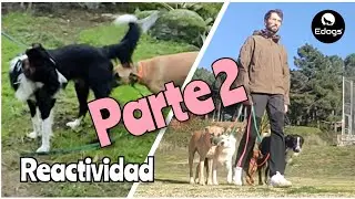 Rehabilitación REACTIVIDAD border collie (PARTE 2) - Bruno