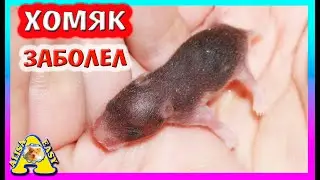 ЧТО С ПОСЛЕДНИМ ХОМЯЧОНКОМ? / ЧТО СЛУЧИЛОСЬ У ХОМКИ? / ФАНТА НАС НАПУГАЛА! / Alisa Easy Pets