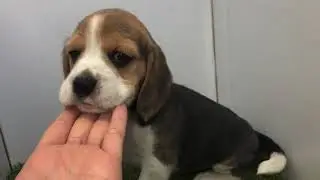 ペットショップ 犬の家 小田原店 「ビーグル」「114154」