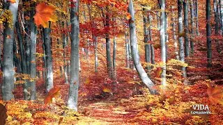Bosque para meditar 🍂 Increíble Otoño 🍁 4K