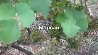 #ВиноградникЕлисеевых Марсан и Русан блан