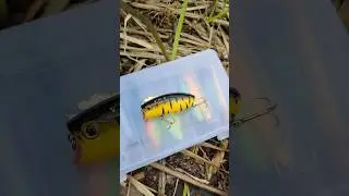 ТОП ПРИМАНКА👍👍👍Убойный воблер fishing #рыбалка #shorts