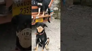 the#bond of#brothers#love#shorts #rajbarman#arijitsingh#sandycandy#indian#street#dog