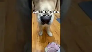 Golden Retriever Adventures: Babs Style