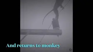 Monkey business Will get me banned