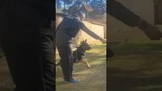 Esko prosseguindo para latidos ativos