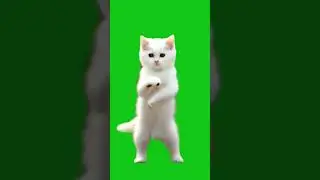 Cat Rock Dance Funny #shorts  #greenscreen #greenscreenanimal #cartoon