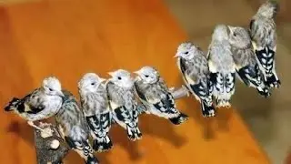 الجدول الزمني لإطعام فراخ الحسون و الكناري يدويا ✅